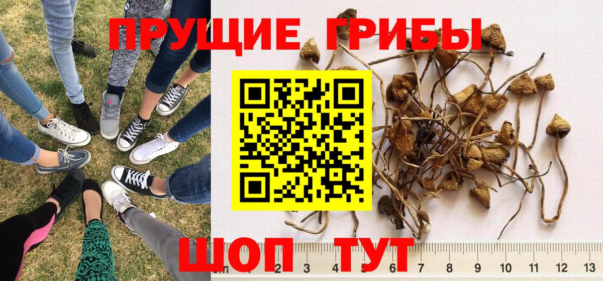 Сухой Лог  Псилоцибиновые грибы прущие грибы  Вход с VPN  Псилоцибиновые грибы прущие грибы 